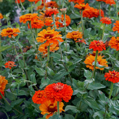 Orange King Zinnia