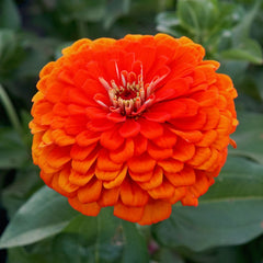 Orange King Zinnia