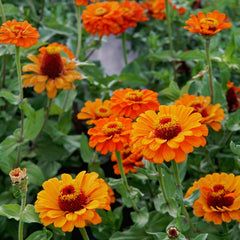 Orange King Zinnia