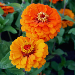Orange King Zinnia