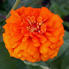 Orange King Zinnia