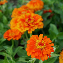 Orange King Zinnia