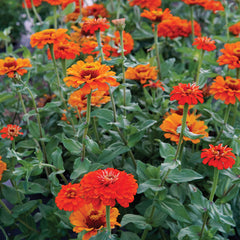 Orange King Zinnia