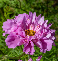 Double Click Rose Bon Bon