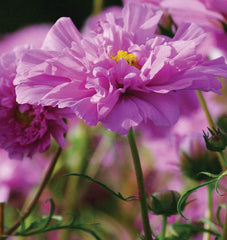 Double Click Rose Bon Bon