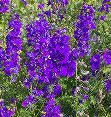 Rocket Larkspur