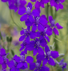 Rocket Larkspur