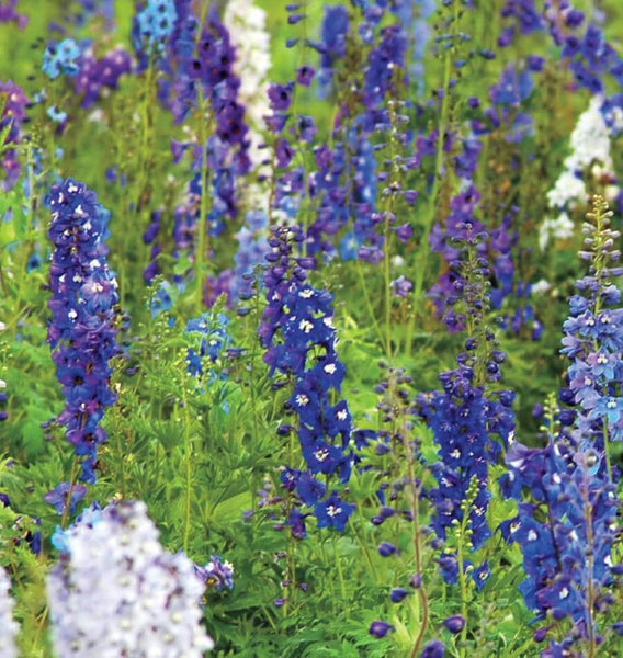 Rocket Larkspur