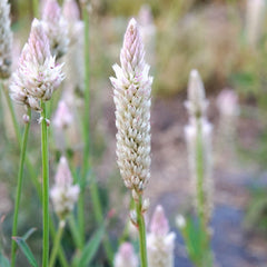 Xantippe Celosia