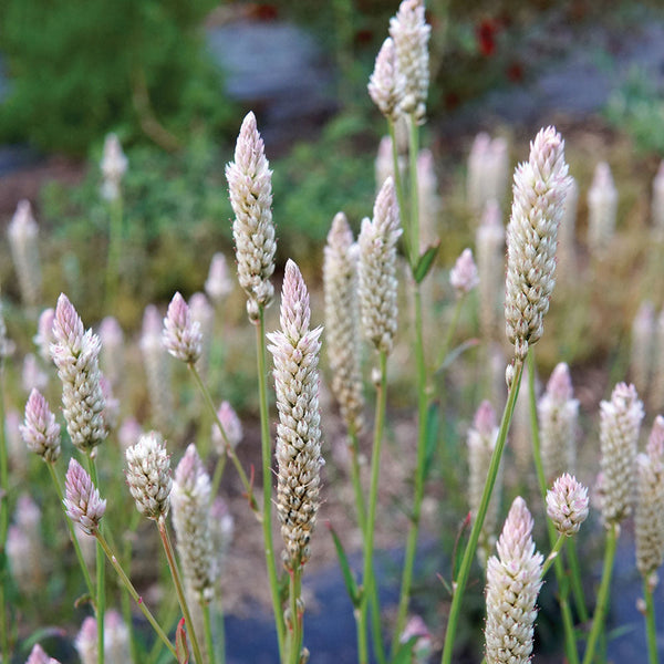 Xantippe Celosia