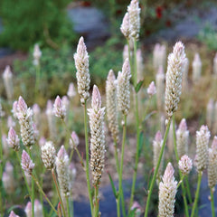 Xantippe Celosia