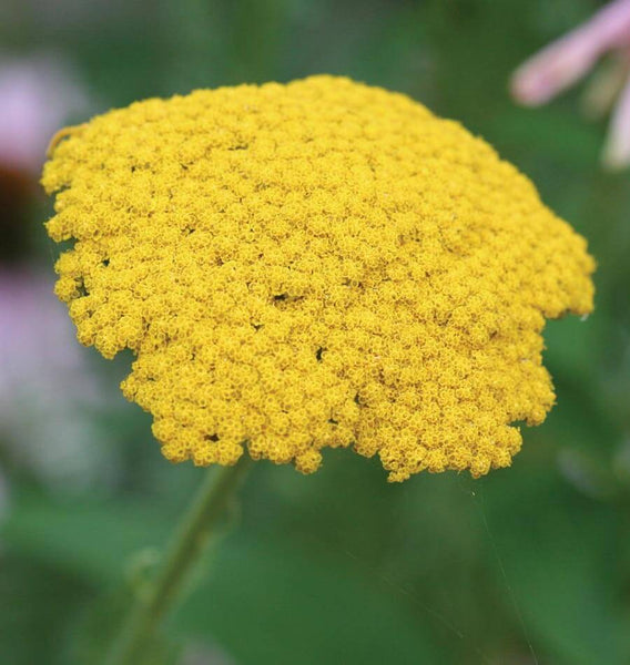 Yarrow