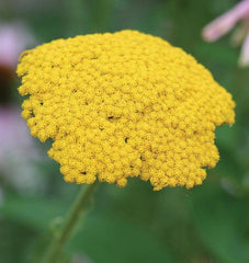 Yarrow