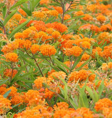 Butterfly Bush