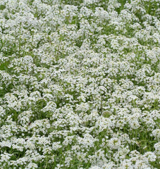Snow Cloth