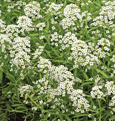 Sweet Alyssum