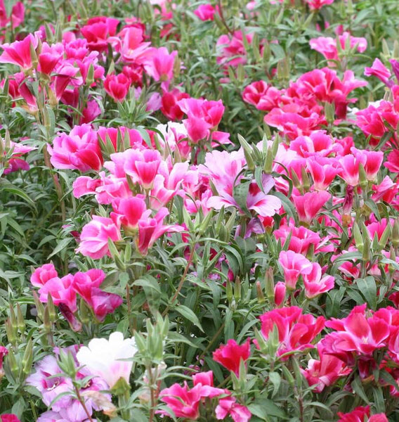 Farewell-to-Spring