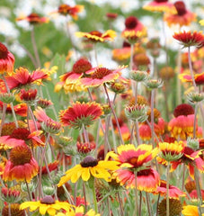 Blanketflower