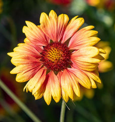 Blanketflower
