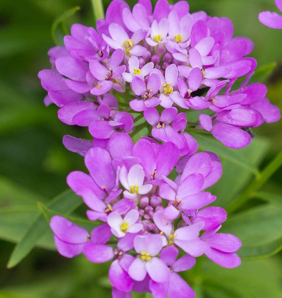 Candytuft