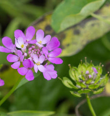 Candytuft