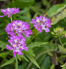 Candytuft