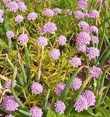 Candytuft