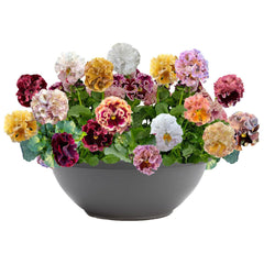 Elegance Antoinette Mix Pansy