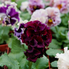 Elegance Antoinette Mix Pansy
