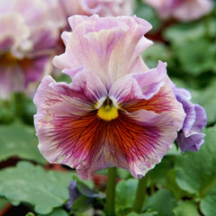 Elegance Antoinette Mix Pansy