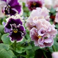 Elegance Antoinette Mix Pansy