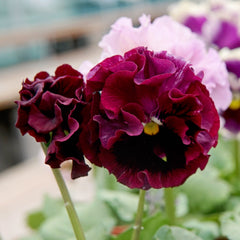 Elegance Antoinette Mix Pansy