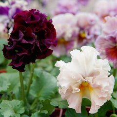 Elegance Antoinette Mix Pansy