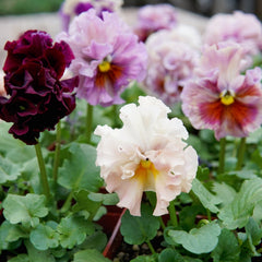 Elegance Antoinette Mix Pansy