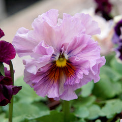 Elegance Antoinette Mix Pansy