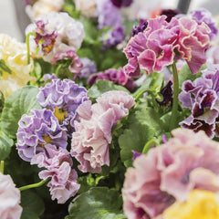 Elegance Antoinette Mix Pansy
