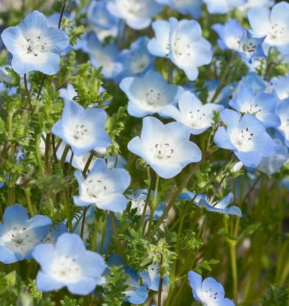 Baby Blue Eyes