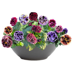 Elegance Twilight Mix Pansy