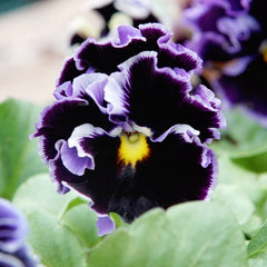 Elegance Twilight Mix Pansy