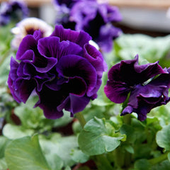 Elegance Twilight Mix Pansy