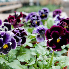 Elegance Twilight Mix Pansy