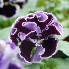 Elegance Twilight Mix Pansy