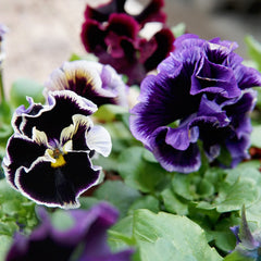 Elegance Twilight Mix Pansy
