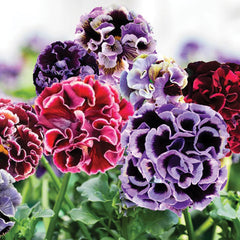 Elegance Twilight Mix Pansy