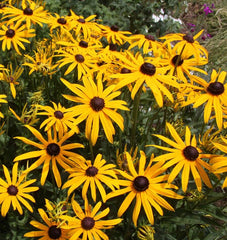 Black Eyed Susan