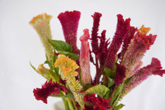 Supercrest Mix