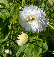 Double Click Snow Puff