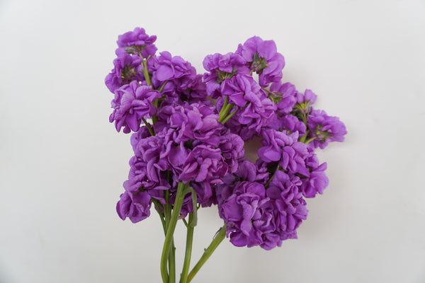 Katz Lavender Blue
