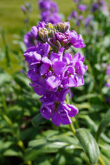 Katz Lavender Blue