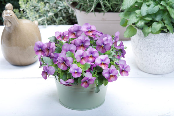Plum Antique F1